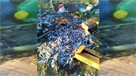 Bronca: tiraron cientos de pescados en un basurero clandestino 