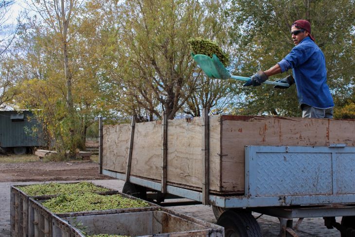 El proyecto cultiva 100 hectáreas, con planes de expandirse a 150. El proyecto cultiva 100 hectáreas, con planes de expandirse a 150.