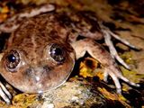 La Ranita del Valcheta (Pleurodema somuncurense), en peligro crítico de extinción.