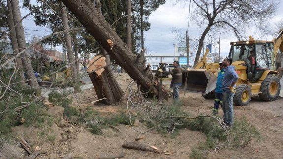 Los operarios municipales trabajaron ayer en varios árboles caídos.