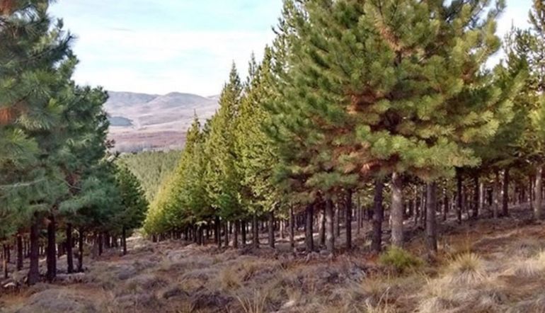 Chubut: plantaron 17.000 árboles en Cholila y Lago Puelo. Chubut: plantaron 17.000 árboles en Cholila y Lago Puelo.