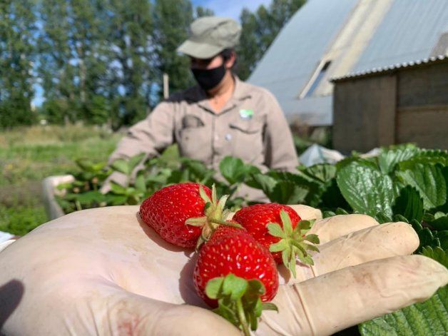 Cultivos Centro de Formación Agropecuaria de Plottier