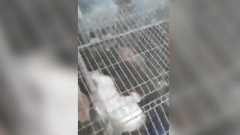 feroz matanza de conejos y gallinas dejo al borde de la quiebra a un productor