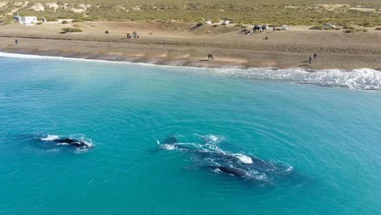 Chubut: ballenas junto a la playa en El Doradillo, a sólo 20 kilómetros de Puerto Madryn y la elegida de los que no pueden pagar la excursión en bote.