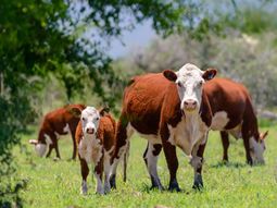 Los precios de la hacienda comienzan a recuperarse. y esto repercutirá en toda la cadena. Los precios de la hacienda comienzan a recuperarse. y esto repercutirá en toda la cadena.