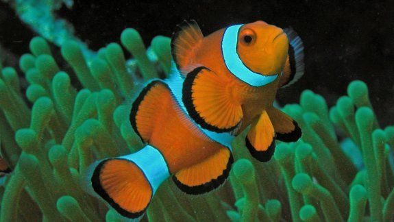 Nemo puede pasar de macho a hembra