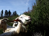 Cabras detienen megaincendio: El cortafuegos natural más eficiente de Chile