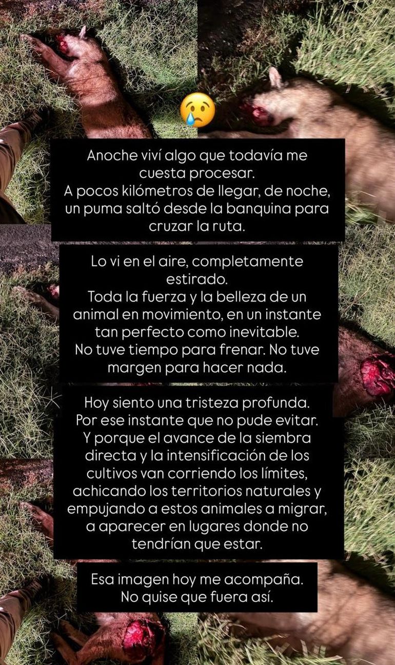 Relato del vecino ante el drama de haber atropellado a un puma