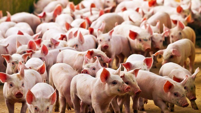 China: descubren virus en cerdos con potencial pandémico