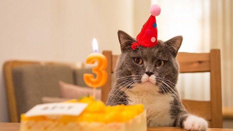 Asistieron a la fiesta de cumpleaños de un gato y se contagiaron de COVID-19