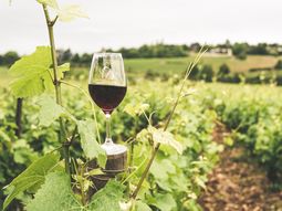 En la cima del ranking mundial se asienta Italia, con una producción estimada de 44,4 millones de hectolitros en 2025. En la cima del ranking mundial se asienta Italia, con una producción estimada de 44,4 millones de hectolitros en 2025.