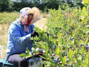 China acelera su apuesta por el “oro azul” con nuevas plantaciones, tecnología de punta y una producción que ya apunta a miles de toneladas anuales. China acelera su apuesta por el “oro azul” con nuevas plantaciones, tecnología de punta y una producción que ya apunta a miles de toneladas anuales.