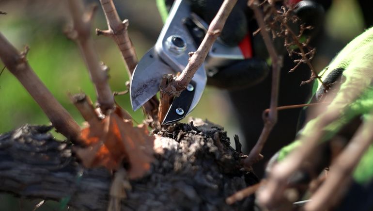 El 1° de febrero es el Día Nacional del Trabajador Vitivinícola.