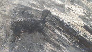 para llorar: imagenes sensibles de lo que va dejando el incendio voraz en valle magdalena para llorar: imagenes sensibles de lo que va dejando el incendio voraz en valle magdalena