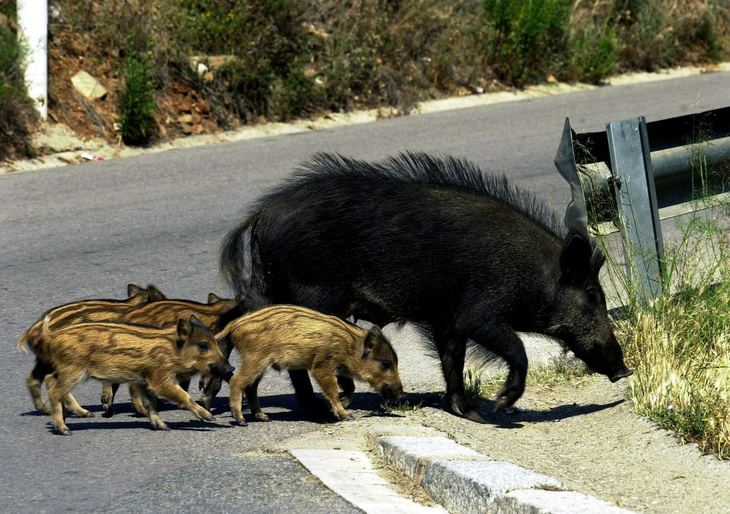 Pueden causar destrozos de zonas verdes, accidentes de tráfico, agresiones o transmisión de enfermedades propias de animales. EFE/Andreu Dalmau Pueden causar destrozos de zonas verdes, accidentes de tráfico, agresiones o transmisión de enfermedades propias de animales. EFE/Andreu Dalmau