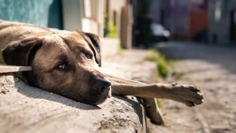 Chubut: empezó a funcionar la nueva Unidad Fiscal para delitos contra animales.