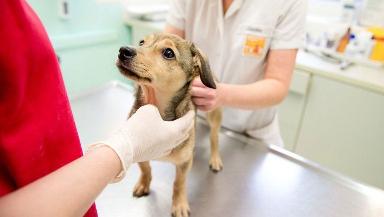 Las mascotas se llevan hasta $7 mil de un solo sueldo