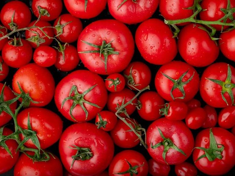 El tomate sigue madurando separado de su planta. El tomate sigue madurando separado de su planta.