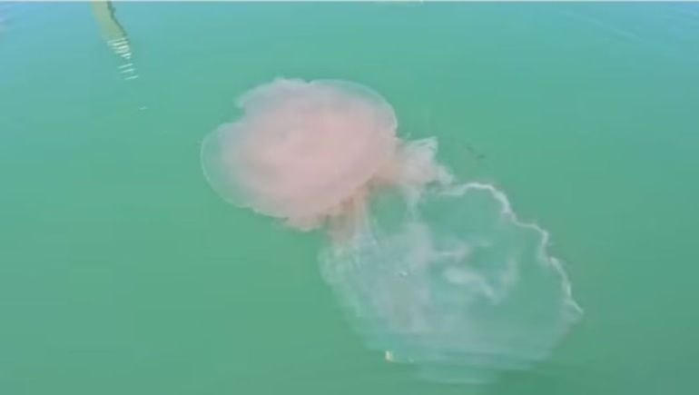 La aparición masiva de medusas gigantes genera alerta por su picadura dolorosa y su impresionante coloración.