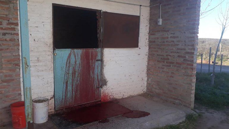 Tres allanamientos por la matanza de caballos de carrera en Conesa