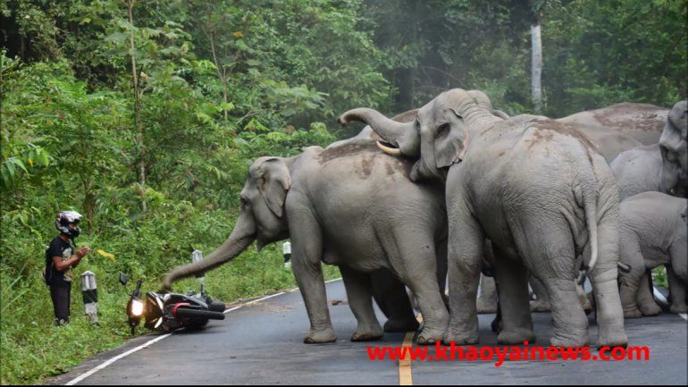 Una manada de elefantes aterrorizó a un motociclista