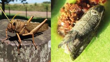 Carpocapsa perforando frutos en Río Negro y tucura sapo arrasando pastizales en Chubut: dos amenazas patagónicas que en 2025 exigen monitoreo temprano y MIP. | LM Neuquen Carpocapsa perforando frutos en Río Negro y tucura sapo arrasando pastizales en Chubut: dos amenazas patagónicas que en 2025 exigen monitoreo temprano y MIP.