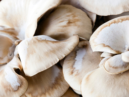 Las gírgolas, una producción con potencial en la zona. Las gírgolas, una producción con potencial en la zona.