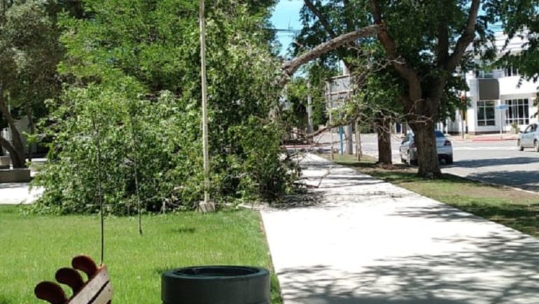 Cayó un árbol en la renovada plaza de Centenario: ¿Qué pasó?