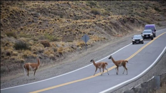 En Tierra del Fuego, el último miércoles hubo dos accidentes con guanacos en el mismo tramo de la ruta 3, cerca de Río Grande (foto ilustrativa).&nbsp;