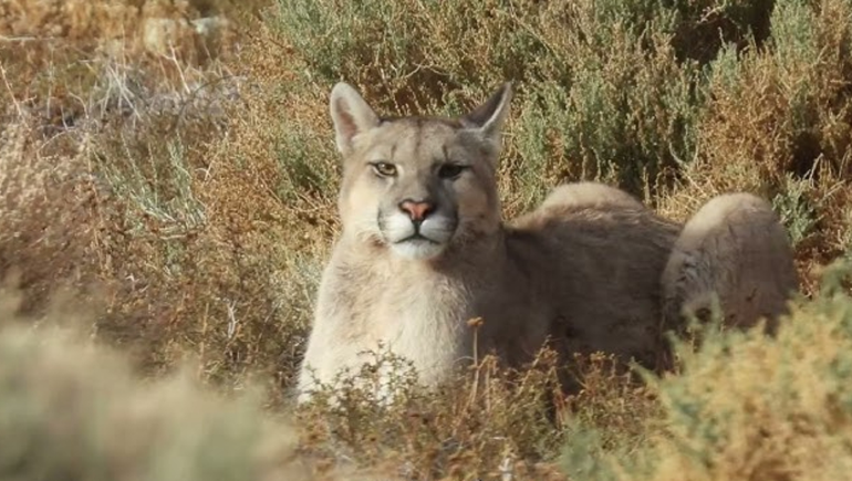 Por qué el puma podría ser clave para la supervivencia de las aves en el desierto patagónico.