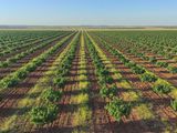 El aumento responde a la maduración de nuevas plantaciones y al impulso de la industria, que busca ganar peso en el mercado europeo de pasta de pistacho.