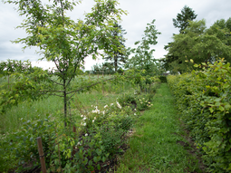 Un borde verde puede multiplicar x4 los enemigos naturales de pulgones en solo dos años. Un borde verde puede multiplicar x4 los enemigos naturales de pulgones en solo dos años.