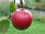 La fruticultura profundiza su crisis. La Cámara de Comercio de Roca reclama por soluciones.