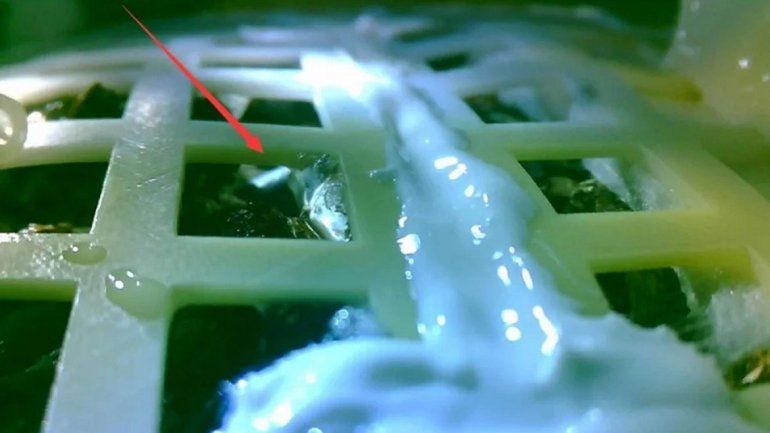 China consiguió germinar algodón en la Luna
