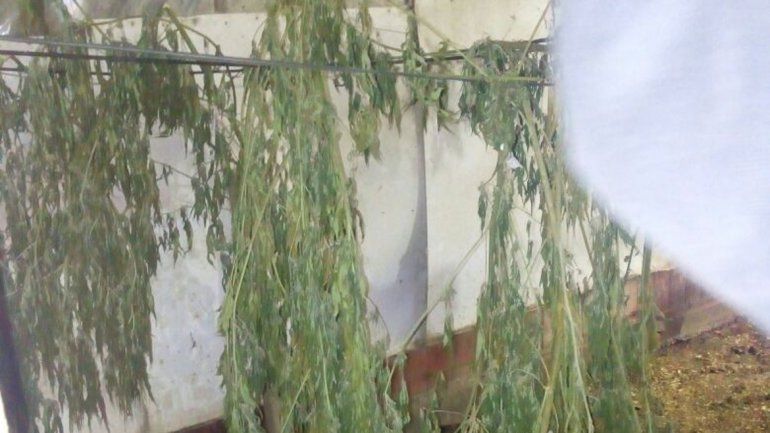 Las plantas de marihuana