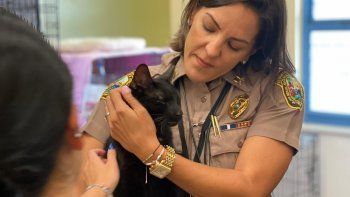 un gato negro sobrevivio al deraumbe en miami un gato negro sobrevivio al deraumbe en miami