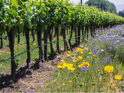 El vino orgánico argentino crece en el mundo, pero cae en casa. El vino orgánico argentino crece en el mundo, pero cae en casa.