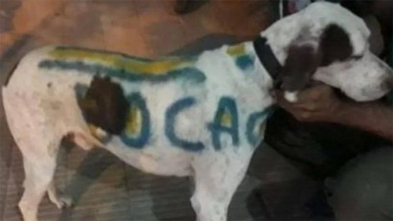 Indignante: pintó a su perro con los colores de Boca y lo escracharon