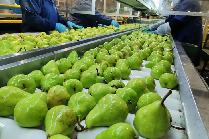 Pese a la caída en la cosecha, el sector exportador destaca un escenario favorable en Estados Unidos y América Latina. Pese a la caída en la cosecha, el sector exportador destaca un escenario favorable en Estados Unidos y América Latina.