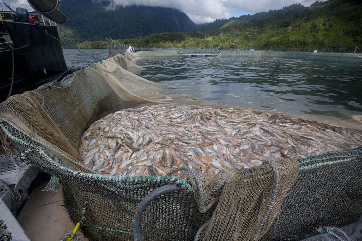 Una investigación internacional expone los graves estragos ambientales de las salmoneras en Chile. Una investigación internacional expone los graves estragos ambientales de las salmoneras en Chile.