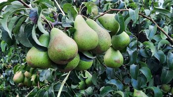 España recupera volúmenes de producción de peras para la presente tempórada. España recupera volúmenes de producción de peras para la presente tempórada.