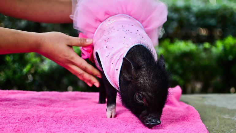 En las plazas es posible ver a las señoras paseando cerditos. Hasta los visten de gala para exhibirlos en público.