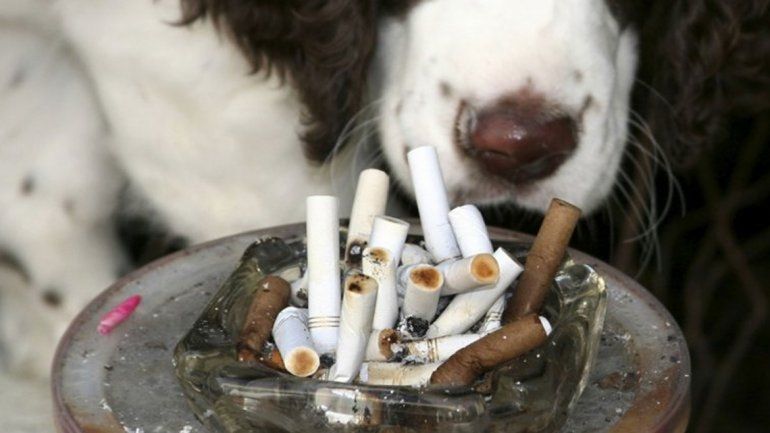 El humo de cigarrillo también puede causar cáncer en las mascotas