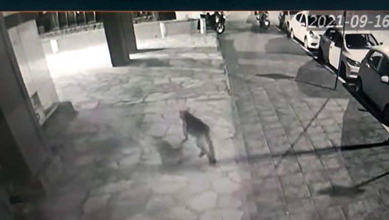 Grabaron a un puma paseando por el centro de Bariloche