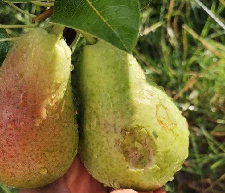 Las tormentas de granizo dejan sensible p&eacute;rdidas para la actividad.