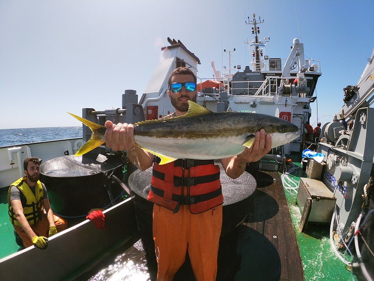 Captura de reproductores de pez limón a bordo del buque Mar Argentino del INIDEP, año 2022. Captura de reproductores de pez limón a bordo del buque Mar Argentino del INIDEP, año 2022.