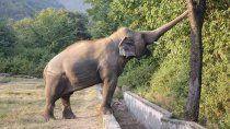 emotivo: liberan a un elefante que paso 36 anos encadenado emotivo: liberan a un elefante que paso 36 anos encadenado