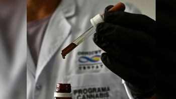 aceite de cannabis: chubut inicia los ensayos clinicos aceite de cannabis: chubut inicia los ensayos clinicos