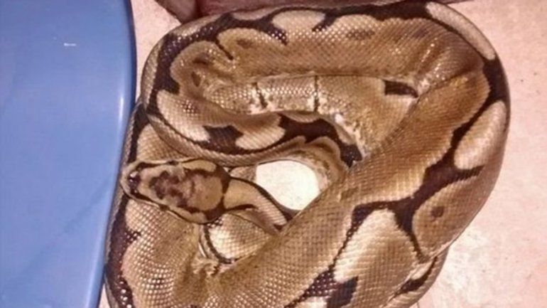 Amaneció con una pitón al lado y casi se infarta