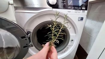 Colocar una ramita de romero en el lavarropa: ¿para qué sirve y por qué se volvió tendencia? Colocar una ramita de romero en el lavarropa: ¿para qué sirve y por qué se volvió tendencia?